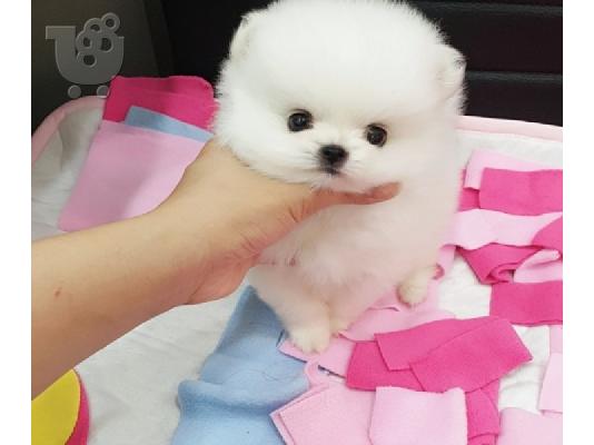 PoulaTo: Pomeranian mini